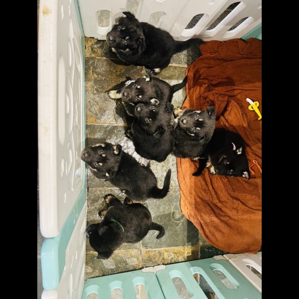 German Shepherd (Alsatian)