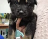 German Shepherd (Alsatian)