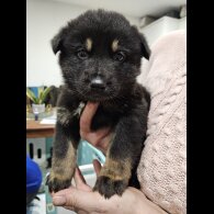 German Shepherd (Alsatian)