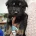 German Shepherd (Alsatian)