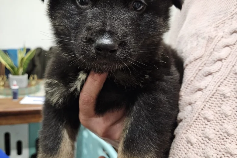German Shepherd (Alsatian)