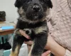 German Shepherd (Alsatian)