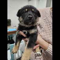 German Shepherd (Alsatian)