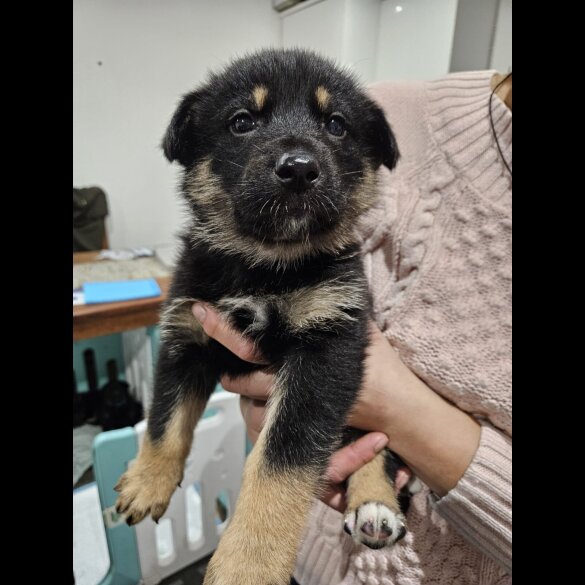 German Shepherd (Alsatian)