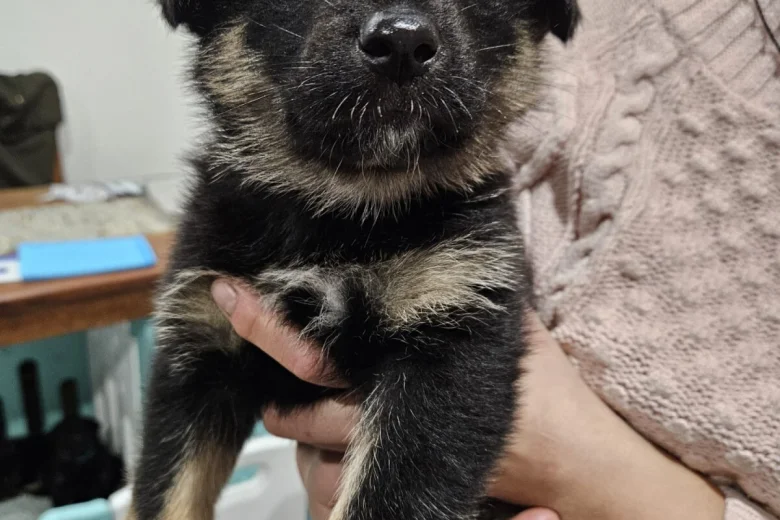 German Shepherd (Alsatian)