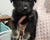German Shepherd (Alsatian)
