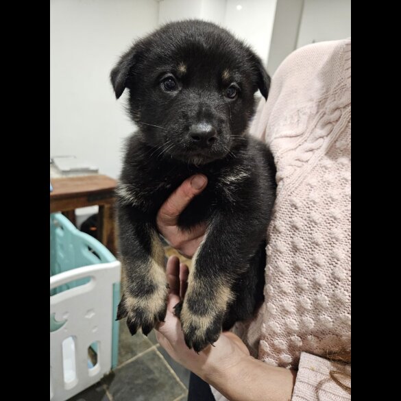 German Shepherd (Alsatian)