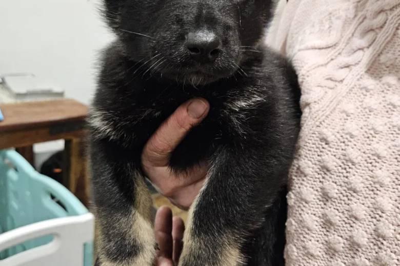 German Shepherd (Alsatian)