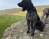 German Wirehaired Pointer