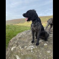 German Wirehaired Pointer