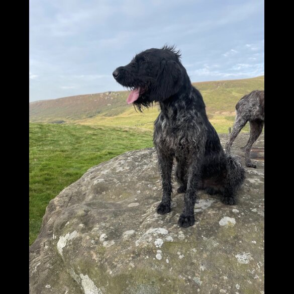 German Wirehaired Pointer