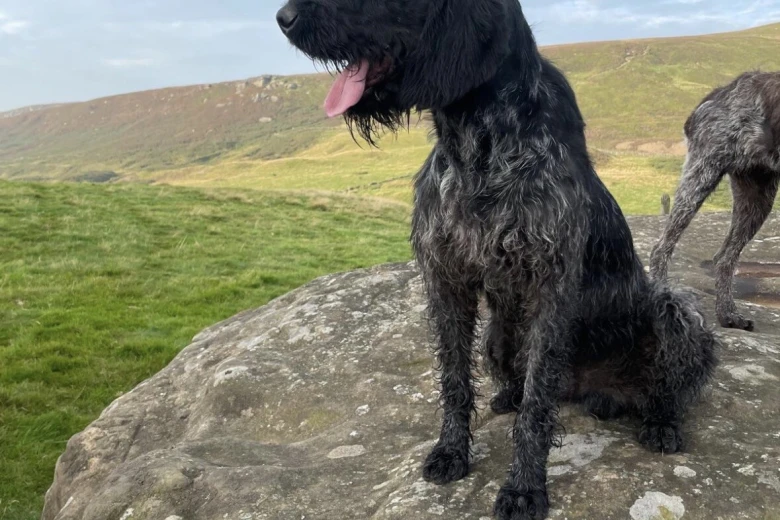 German Wirehaired Pointer