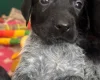 German Wirehaired Pointer