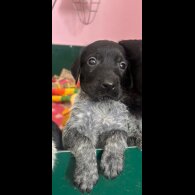 German Wirehaired Pointer