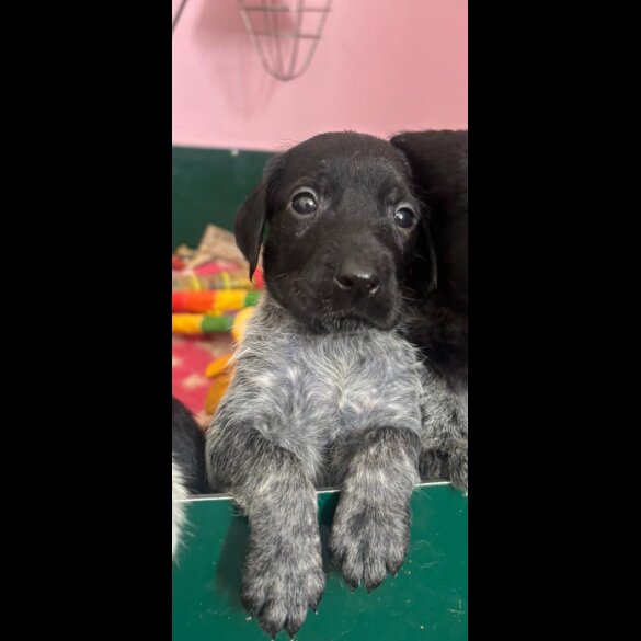 German Wirehaired Pointer