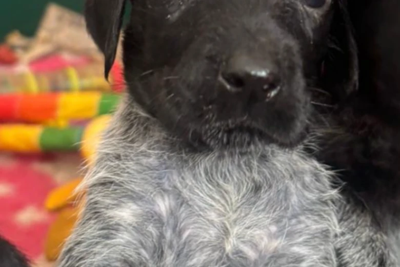 German Wirehaired Pointer
