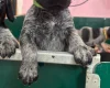 German Wirehaired Pointer