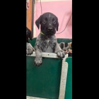 German Wirehaired Pointer