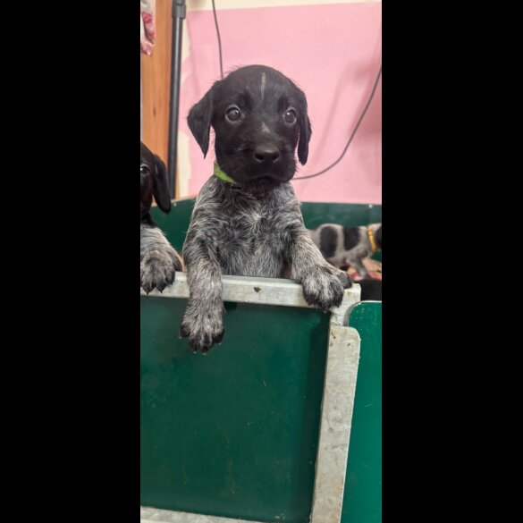 German Wirehaired Pointer