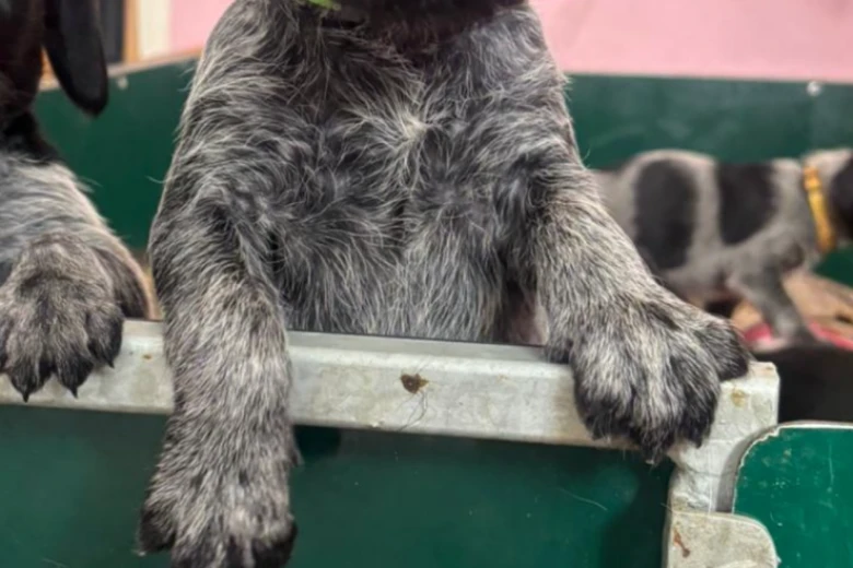 German Wirehaired Pointer