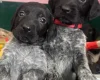 German Wirehaired Pointer