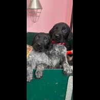 German Wirehaired Pointer