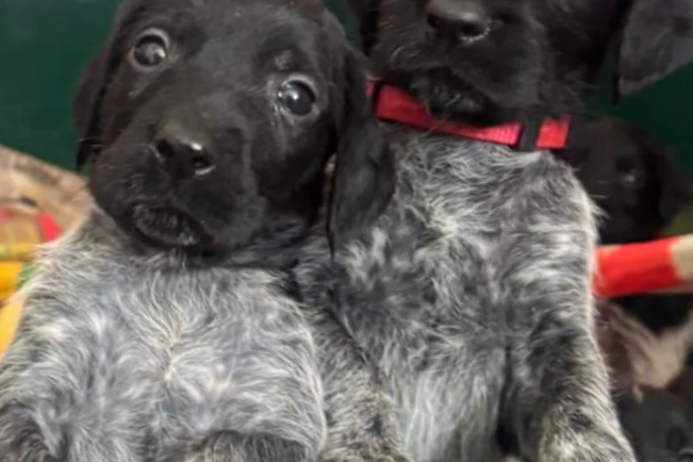 German Wirehaired Pointer