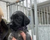 German Wirehaired Pointer