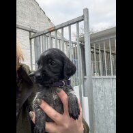 German Wirehaired Pointer
