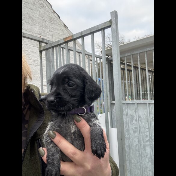 German Wirehaired Pointer