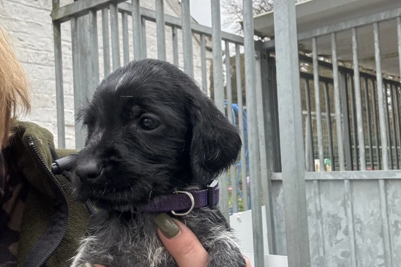 German Wirehaired Pointer
