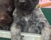 German Wirehaired Pointer