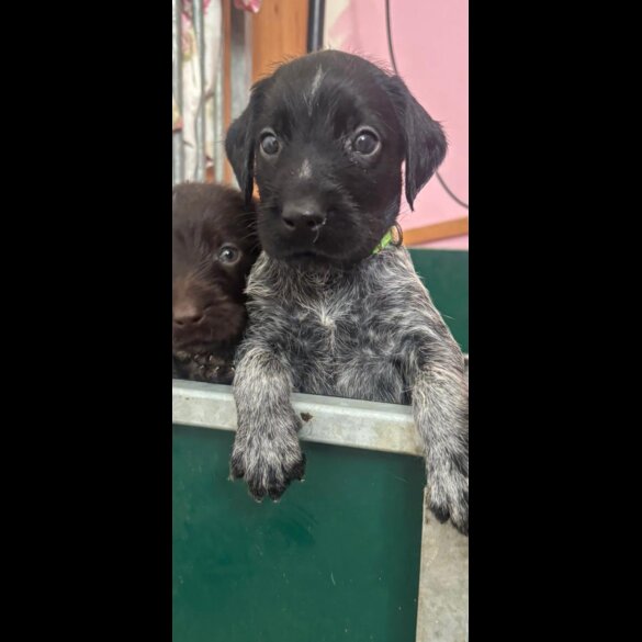 German Wirehaired Pointer
