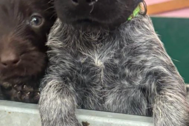 German Wirehaired Pointer