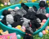 German Wirehaired Pointer