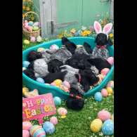 German Wirehaired Pointer