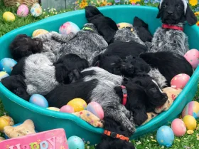 German Wirehaired Pointer