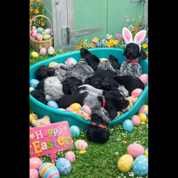 German Wirehaired Pointer