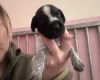 German Wirehaired Pointer