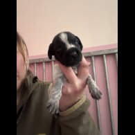 German Wirehaired Pointer