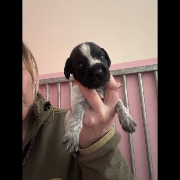 German Wirehaired Pointer