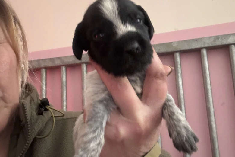 German Wirehaired Pointer