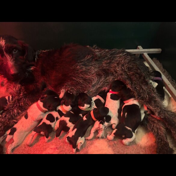 German Wirehaired Pointer