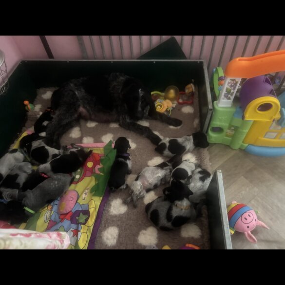 German Wirehaired Pointer