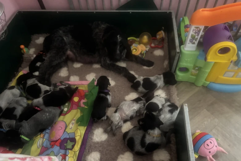 German Wirehaired Pointer