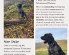 German Wirehaired Pointer