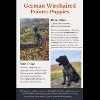 German Wirehaired Pointer