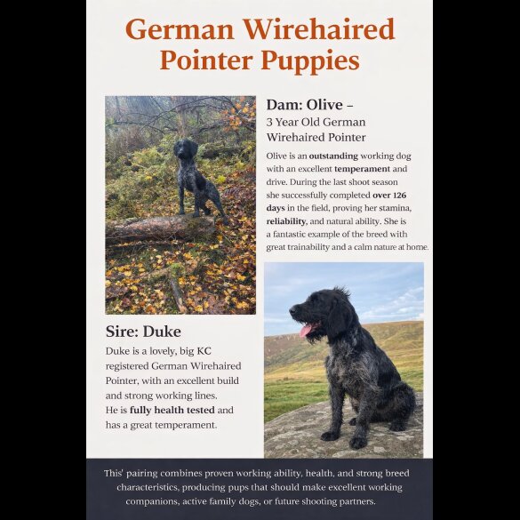 German Wirehaired Pointer