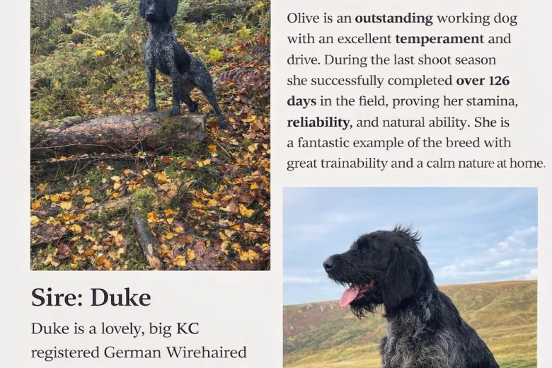 German Wirehaired Pointer