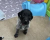 German Wirehaired Pointer